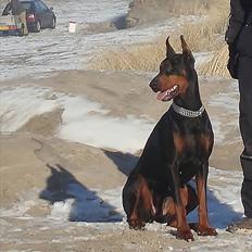 Dobermann Aishia