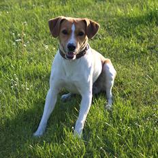 Blanding af racer BOB