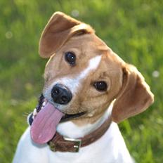 Blanding af racer BOB