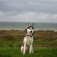 Siberian husky Zizi