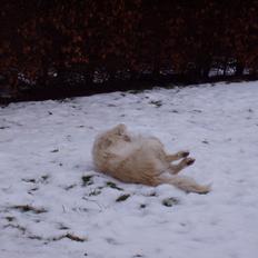 Golden retriever Valter