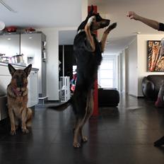 Australsk kelpie - Messi