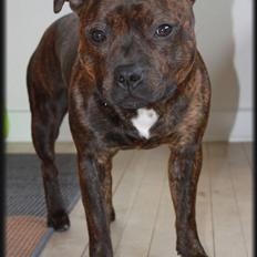 Staffordshire bull terrier Belila's Buddy