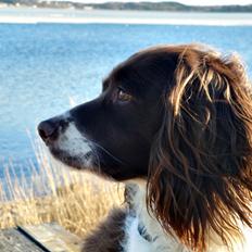 Engelsk springer spaniel Nuser