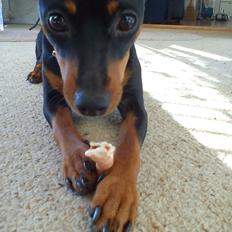 Dvaergpinscher Nellie <3 (Nellie Skovlund Asmussen) :)<3