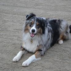 Australian shepherd Bruce