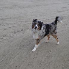 Australian shepherd Bruce