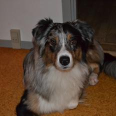 Australian shepherd Bruce