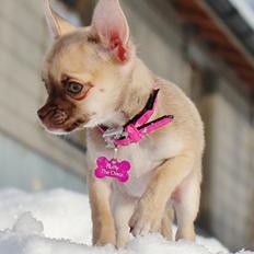 Chihuahua Fluffy The Diiva