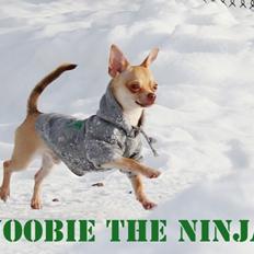 Chihuahua Noobie The Ninja