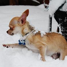 Chihuahua Noobie The Ninja