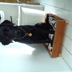 Labrador retriever Balder