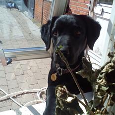 Labrador retriever Balder