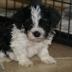 Bichon havanais Casa Birk Hundt's Contador