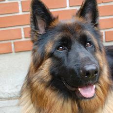 Schæferhund (langhåret)Egåen's Bosco<33