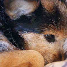 Blanding af racer (Smuth) Yorkshire terrier blandet med Papillon