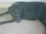 Labrador retriever Django Mine forældres : R.I.P baby. <3