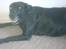 Labrador retriever Django Mine forældres : R.I.P baby. <3
