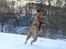 Blanding af racer Akeela - Vinter 2012