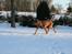Blanding af racer Akeela