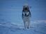 Siberian husky Oki (Okami = ulv på japansk)