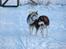 Siberian husky Oki (Okami = ulv på japansk)