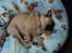 Mops Ziggy<3