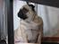 Mops Ziggy<3