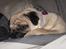 Mops Ziggy<3