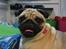Mops Ziggy<3