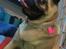 Mops Ziggy<3