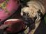 Mops Ziggy<3
