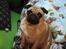 Mops Ziggy<3