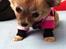 Chihuahua Gucci/Lutter - Vinterklar :) 