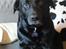 Labrador retriever Newton <3 - Baby you light up my world like nobody else!<3