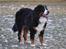 Berner sennenhund Sacko - I Bernstorffparken 4. febr. 2012