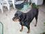 Rottweiler Tessa