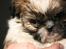 Shih tzu Gizmo ( blue shih tze )