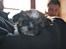 Shih tzu Gizmo ( blue shih tze )