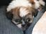 Shih tzu Gizmo ( blue shih tze )
