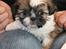 Shih tzu Gizmo ( blue shih tze )