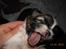 Shih tzu Gizmo ( blue shih tze )