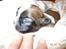 Shih tzu Gizmo ( blue shih tze )