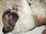 Shih tzu Gizmo ( blue shih tze )