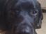 Labrador retriever Basse 