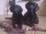 Labrador retriever Basse 