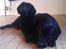Labrador retriever Basse 