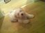 Coton de tulear Klostergaardens Cookie - Holder øje om far laver maden ordenlig, måske falder der noget af :)