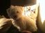 Coton de tulear Klostergaardens Cookie