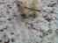 Coton de tulear Klostergaardens Cookie